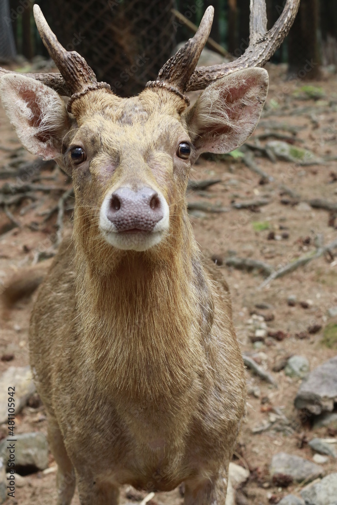 cute deer face looking at camera up close