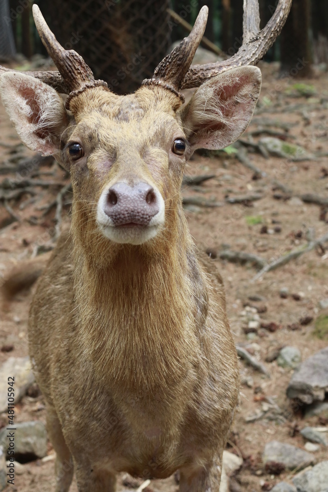 cute deer face looking at camera up close cute deer face looking at camera up close
