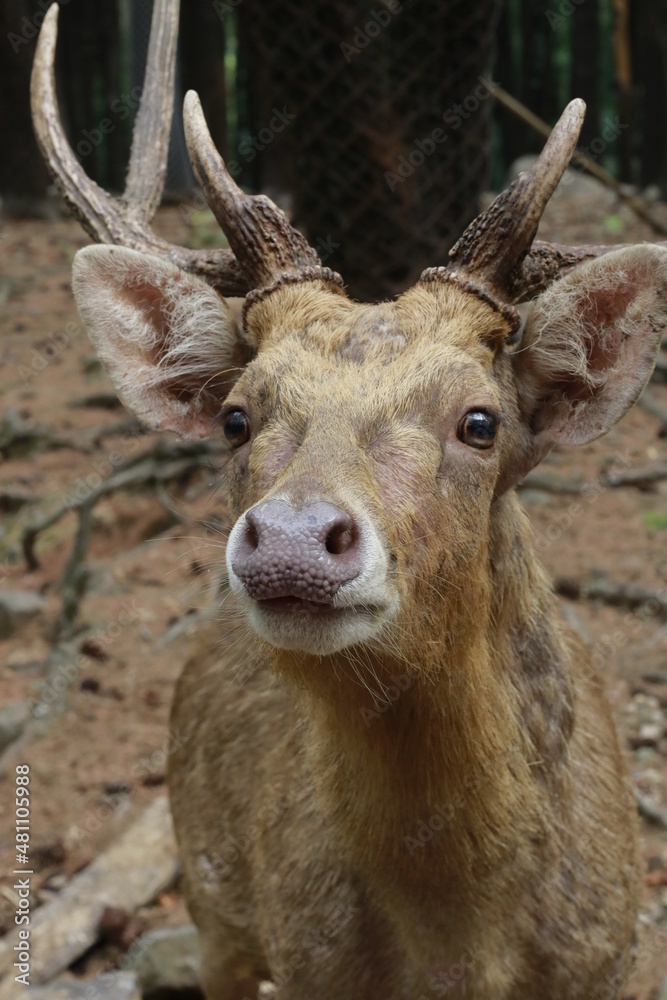 cute deer face looking at camera up close cute deer face looking at camera up close