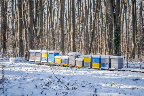 Evergreen forest on the mountain Fruska Gora. Colorful wooden beehives, covered with snow in an evergreen forest. 