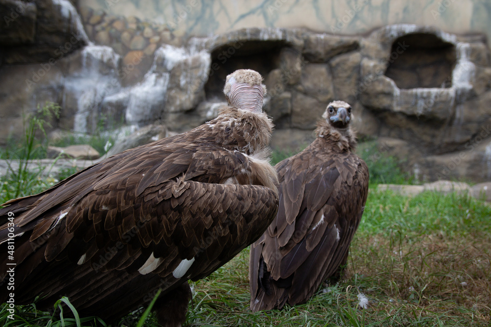 Two Griffon Vultures. Gyps fulvus. Big bird on a background of green grass. Portrait. Wildlife, Africa. Two Griffon Vultures. Gyps fulvus. Big bird on a background of green grass. Portrait. Wildlife, Africa.