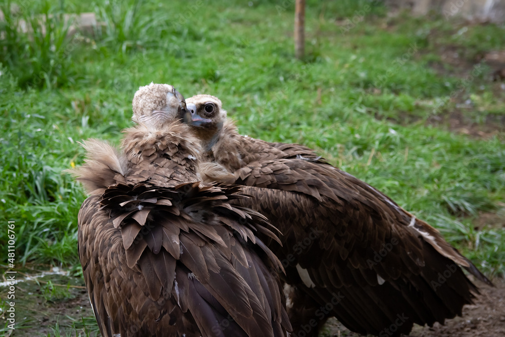 Fototapeta premium Two Griffon Vultures kiss. Gyps fulvus. Big bird on a background of green grass. Portrait. Wildlife, Africa.