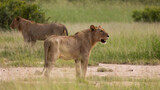 Subadult male lions in the wild