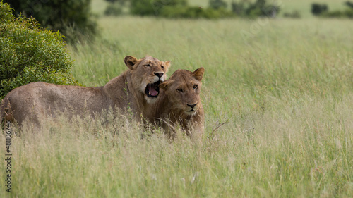 Subadult male lions in the wild photo