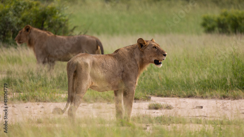 Subadult male lions in the wild