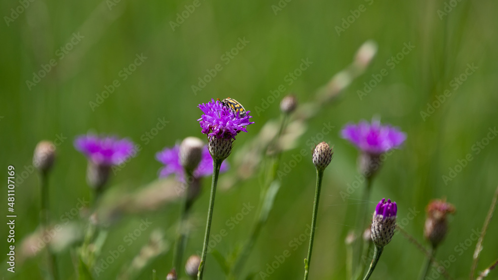 purple wildflower with a bug.