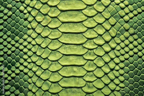 Beautiful green bright python skin, reptile skin texture, multicolored close-up as a background.