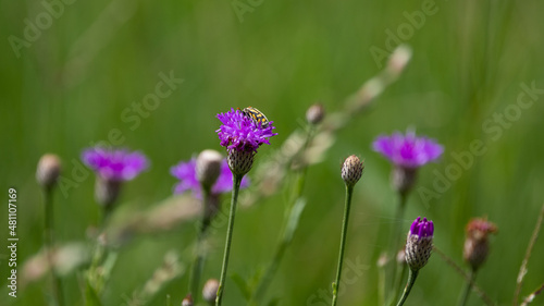 purple wildflower with a bug. © Jurgens