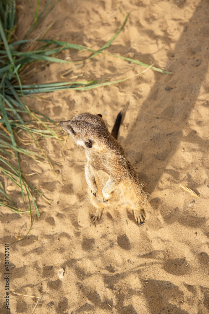 Obraz premium The meerkat is walking on the sand, look. African animal. Africa. Safari. Cute animals.
