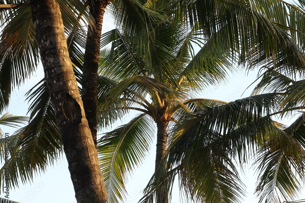 Obraz premium coconut tree leaves with blue sky