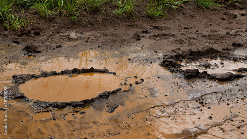 Elephant tracks in mud-filled with water