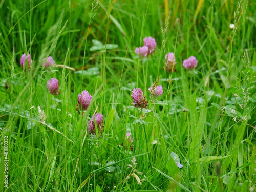 Tall fresh green meadow with wildflowers and flowering clover, Trifolium, the lilac, purple inflorescences are axillary and stalked.  The image is ideal to use as a background with copy space
