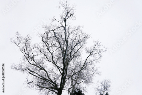 The crown of a tree without leaves on a white background. Silhouette of a tree
