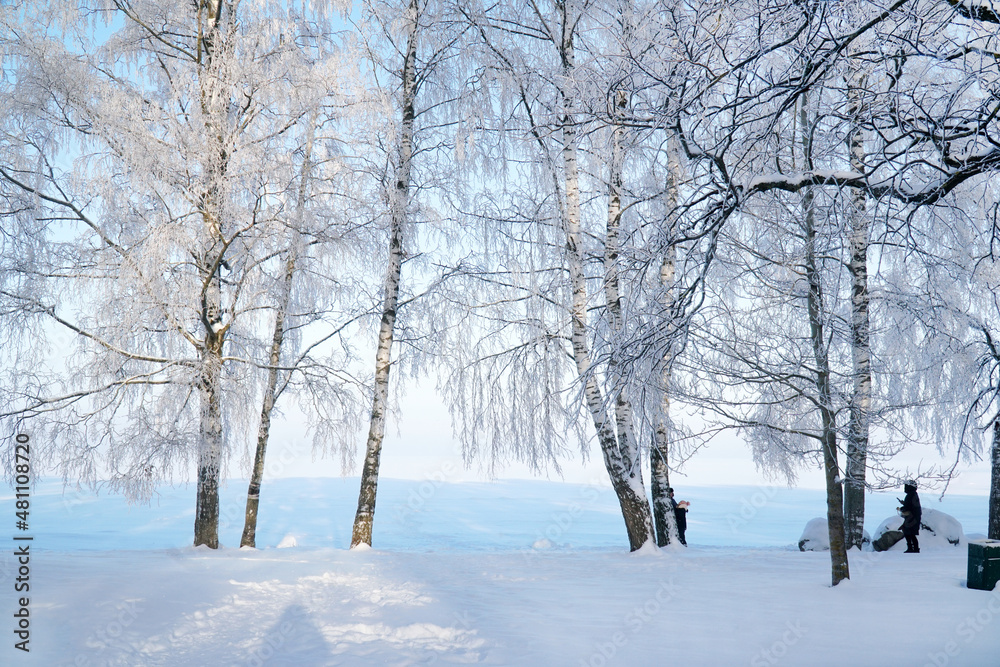Beautiful birches in winter. Covered with frost and snow.