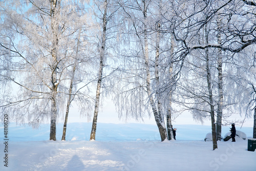 Beautiful birches in winter. Covered with frost and snow.
