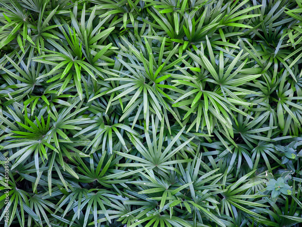 Leaf of Rhapis humilis Blume tree close up top view. Dark green leaf texture background, tropical jungle tone design ecological concept Leaf of Rhapis humilis Blume tree close up top view. Dark green leaf texture background, tropical jungle tone design ecological concept
