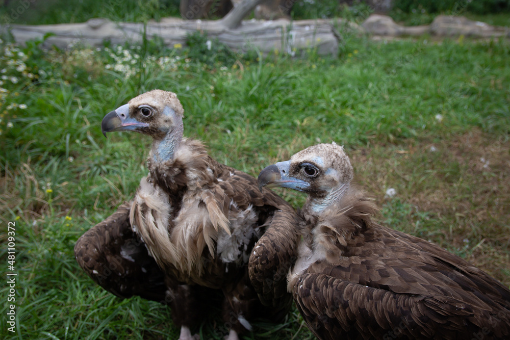 Two Griffon Vultures. Gyps fulvus. Big bird on a background of green grass. Portrait. Wildlife, Africa. Two Griffon Vultures. Gyps fulvus. Big bird on a background of green grass. Portrait. Wildlife, Africa.
