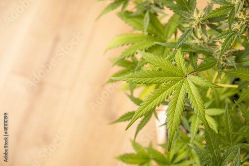 Young bush of marijuana plant with white flowering. Selective focus cannabis leaves background with copy space