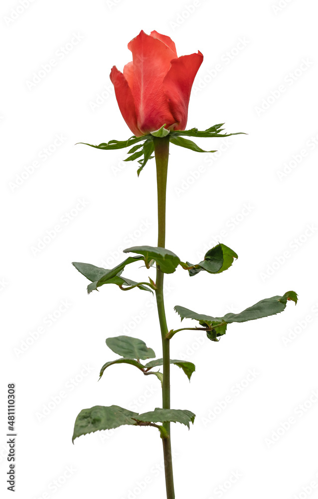 Single beautiful red rose isolated on white background