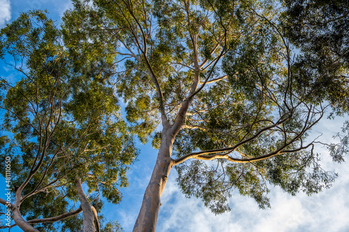 Looking up at eucalyptus tree branches against the sky at sunset © Greg Brave