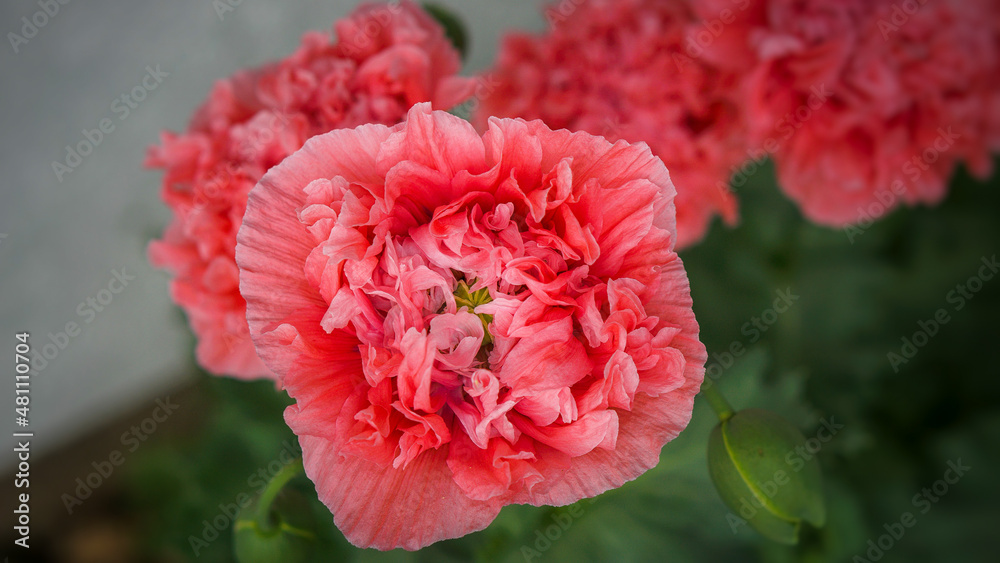 Poppy flower in close-up. Filigree petals in pink with green leaves in background. Poppy flower in close-up. Filigree petals in pink with green leaves in background.