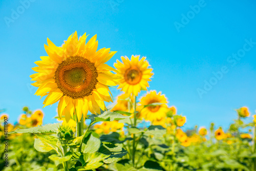 Sunflower seeds. Sunflower field  growing sunflower oil beautiful landscape of yellow flowers of sunflowers against the blue sky  copy space Agriculture