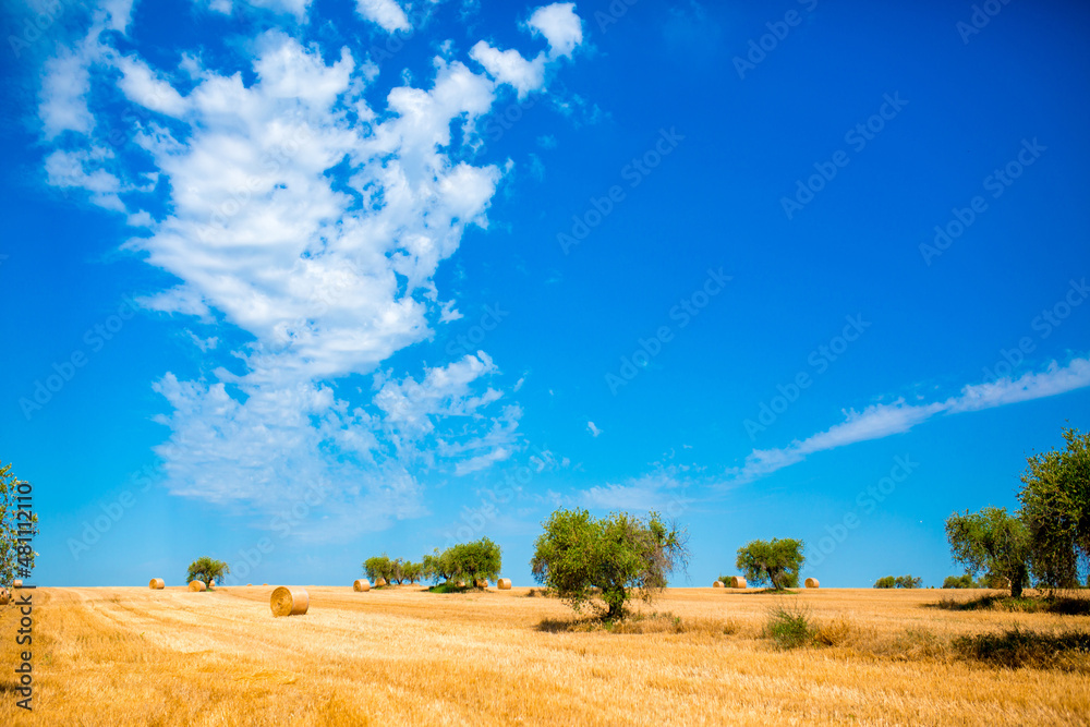 Obraz premium Olive trees on a beautiful landscape in the fields of Italy. Countryside gardening cultivation of olive fruits. The road to the olive trees against the blue sky. Place for text, copy space.