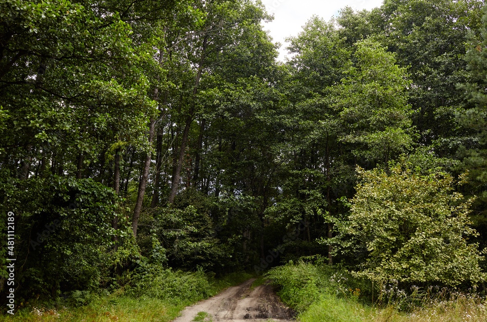 Obraz premium Dense forest against the sky and meadows. Beautiful landscape of a row of trees and road in the forest