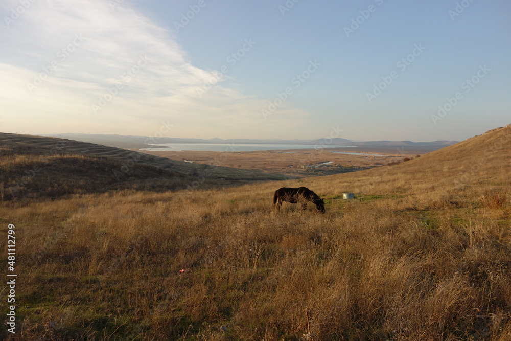 meadow landscape with a horse in sunset meadow landscape with a horse in sunset