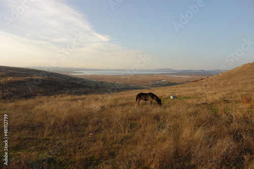 meadow landscape with a horse in sunset