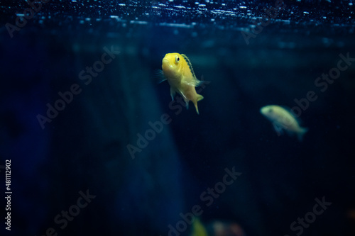 Labidochromis Yellow and other fish swim against the background of the stone. photo