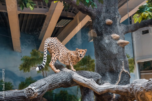 Cheetah on a tree indoors