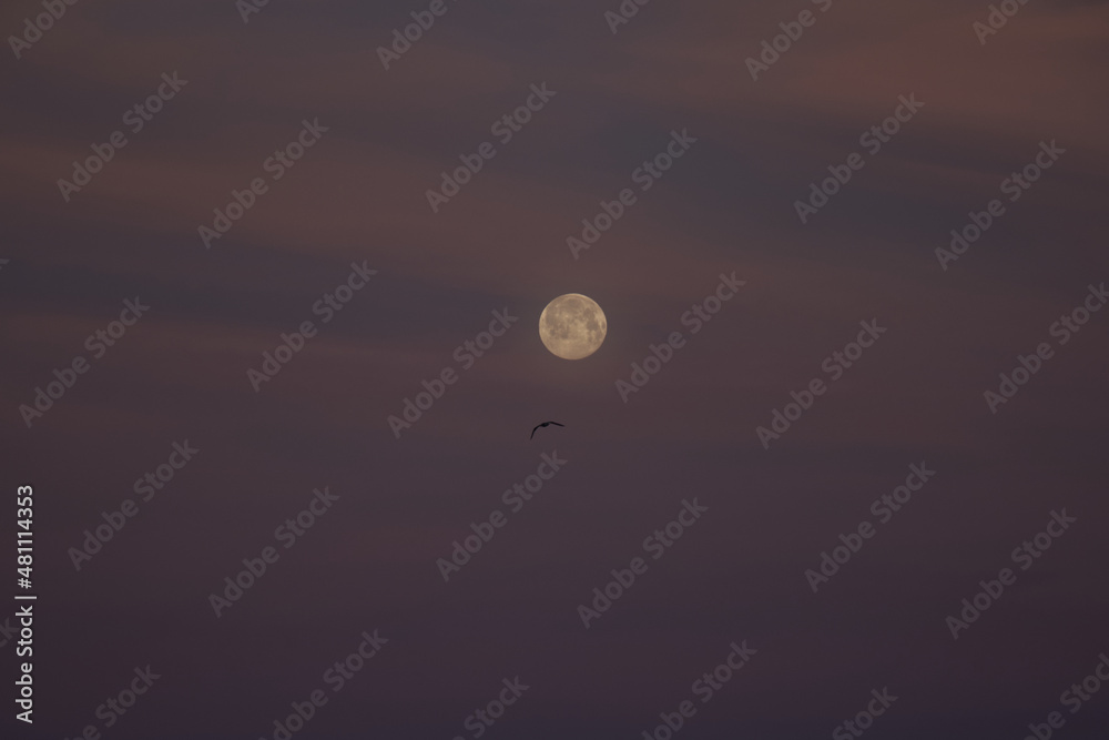 Full moon at the sunset, bird on the sky Full moon at the sunset, bird on the sky