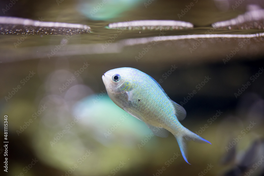 Obraz premium Bright fish in the sea, a variety of fish swim in the aquarium. Ocean diving and freediving at seaside resorts and tourist trips. aquarium fish