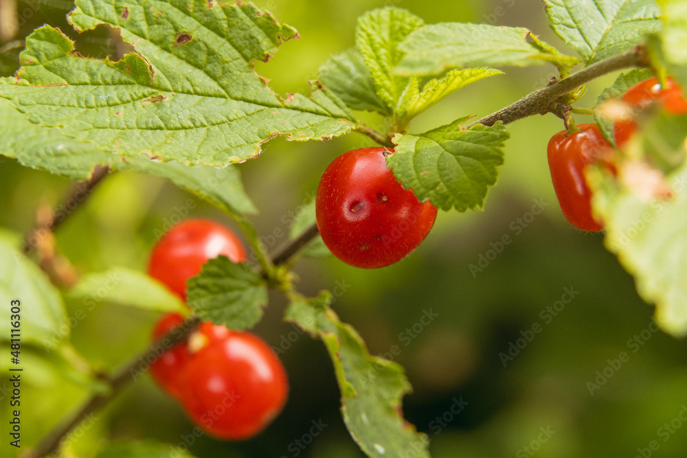 Berry. Felt cherry. The hand picks a cherry. Close-up.