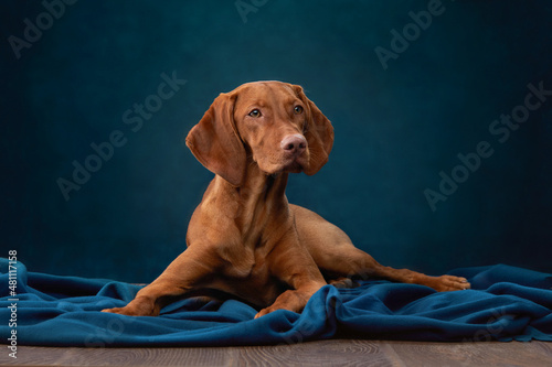A dog on a textured canvas background in a photo studio. Hungarian vizsla portrait photo