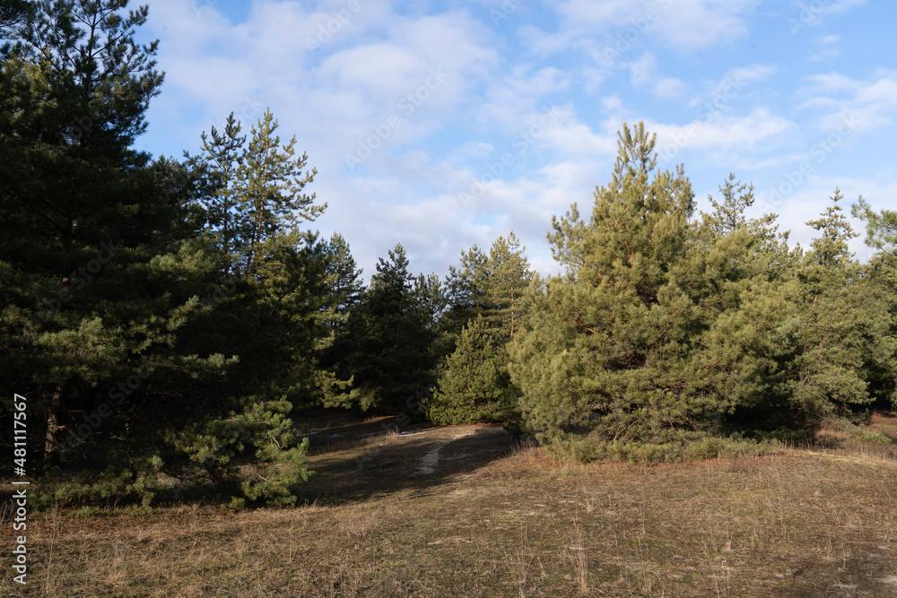Pine green forest in winter sunny day Pine green forest in winter sunny day
