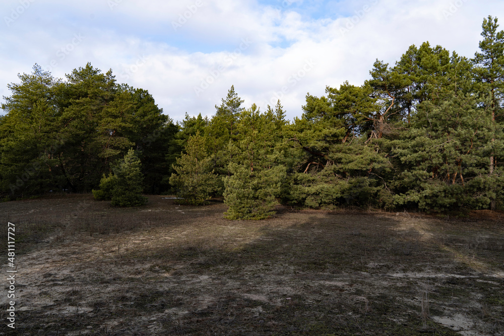 trees in the park