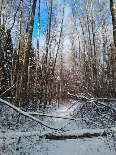 forest in winter