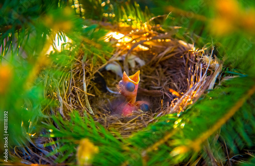Nestlings in the nest newborns only hatched crying ask to eat, as the concept of spring and new life