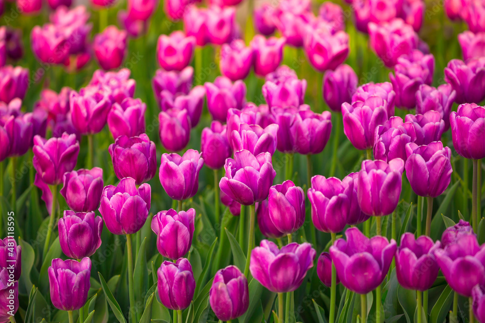 Blooming Tulips. Spring floral background. Field of bright beautiful tulips close-up. Pink and purple tulips at a flower festival in Holland. long banner