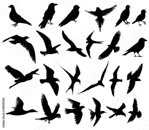 Photo bird set, black silhouette, isolated vector