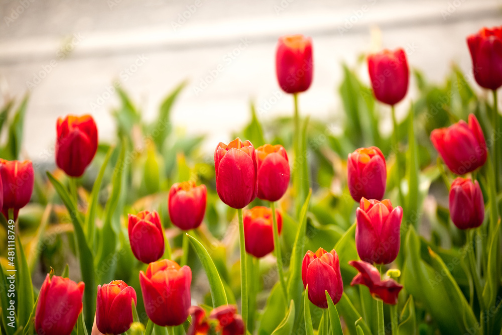 Blooming tulips in Holland. Field of red tulips close-up as a concept of the holiday and spring. Pink and red tulips at the Holland Flower Festival.