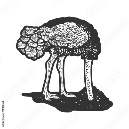 ostrich with head in the sand sketch engraving vector illustration. T-shirt apparel print design. Scratch board imitation. Black and white hand drawn image.