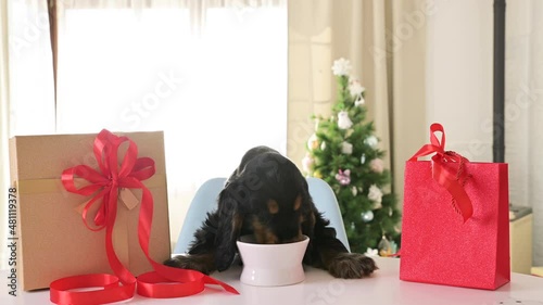 EEnglish Cocker Spaniel puppy and gifts, eats food from a bowl and is happy. Little pet Gift Merry Christmas and New Year. Happy Holidays. High quality 4k footage photo