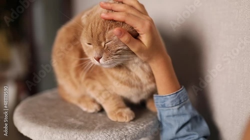 Smiling little girl strokes her ginger cat while he sitting on scratching in living room at home, love pets, Child playing with cat, Children and domestic animals photo