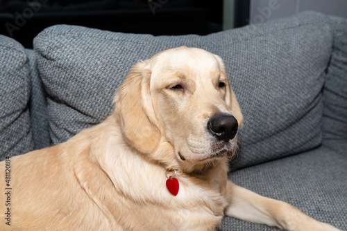 Young male golden retriever lies on the couch in the living room of the house. © Michal