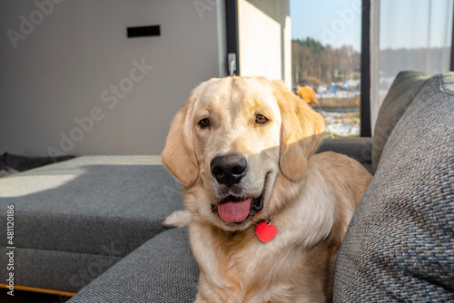 Young male golden retriever lies on the couch in the living room of the house.