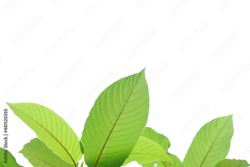 Fototapeta premium Close up Kratom leaf with sunlight on white isolated background for green foliage backdrop