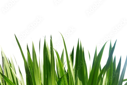 In selective focus tropical plant leaves with sunlight on white isolated background